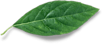 feuilles-chlorophylle